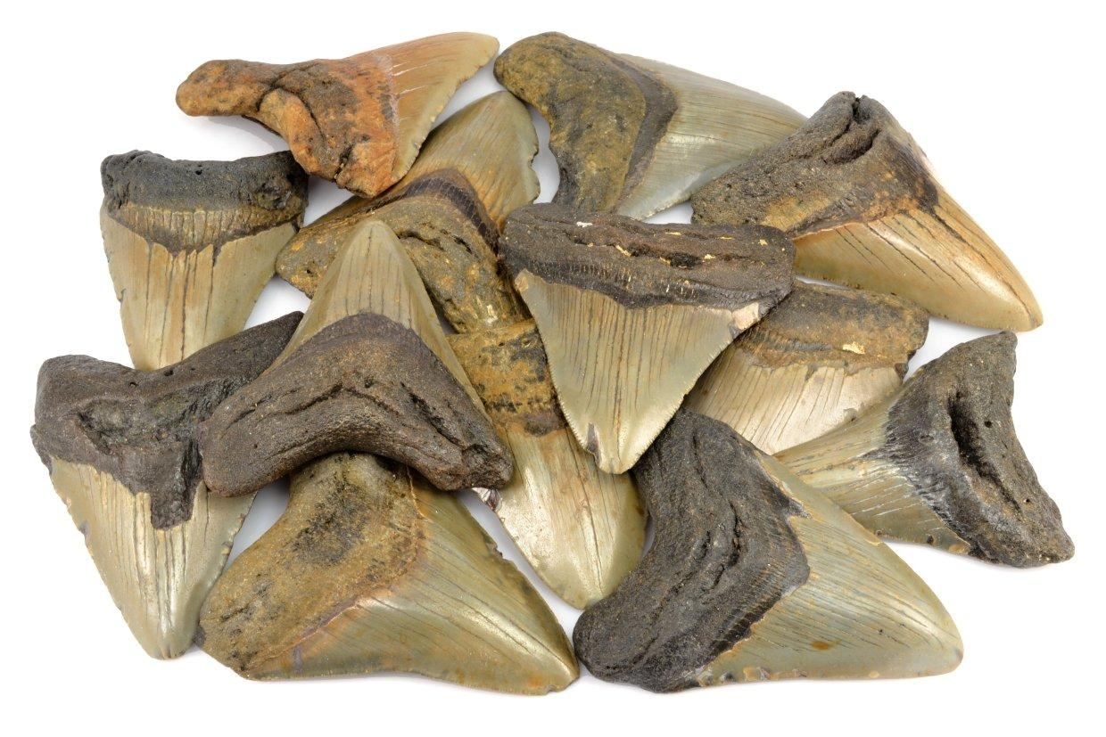 zraloci-zuby-megalodon (2)
